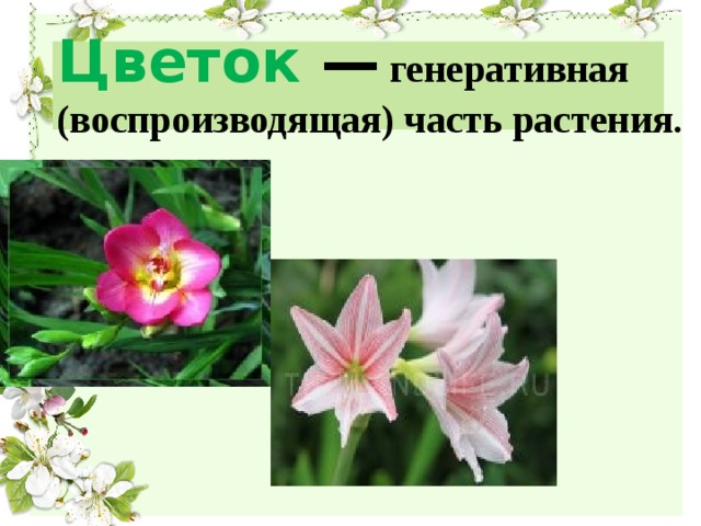 Цветок — генеративная (воспроизводящая) часть растения.