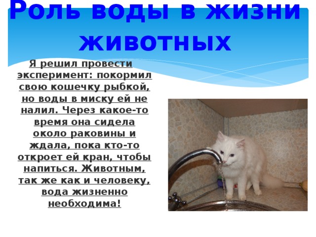 Животные в жизни человека проект