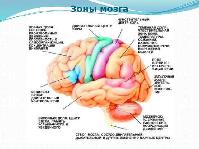  Зоны мозга 
