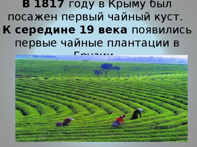 В 1817 году в Крыму был посажен первый чайный куст.  К середине 19 века появились первые чайные плантации в Грузии. 