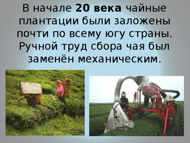 В начале 20 века чайные плантации были заложены почти по всему югу страны. Ручной труд сбора чая был заменён механическим. 