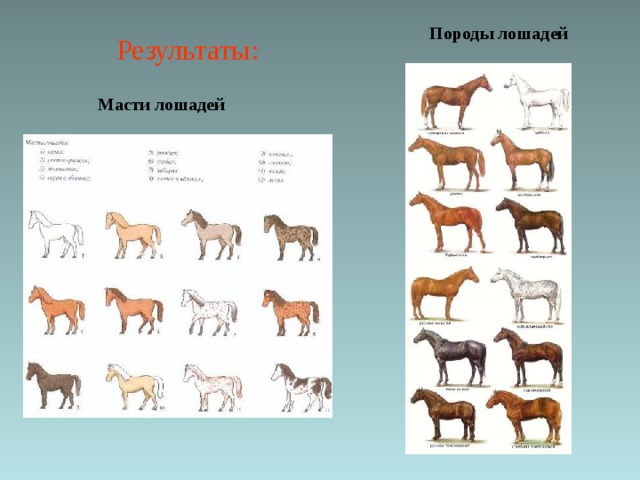 Результаты: Породы лошадей Масти лошадей 