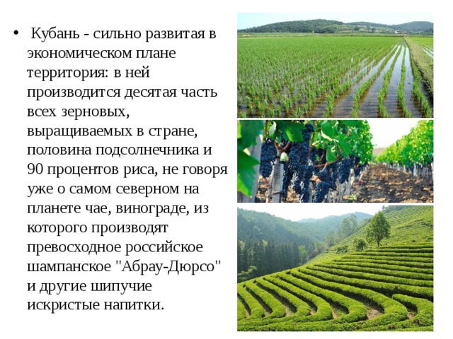  Кубань - сильно развитая в экономическом плане территория: в ней производится десятая часть всех зерновых, выращиваемых в стране, половина подсолнечника и 90 процентов риса, не говоря уже о самом северном на планете чае, винограде, из которого производят превосходное российское шампанское 
