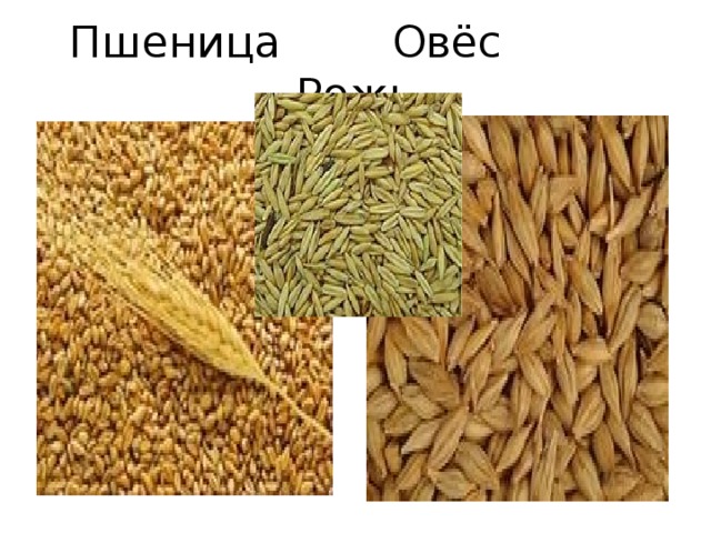 Пшеница Овёс Рожь 
