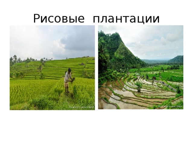 Рисовые плантации 