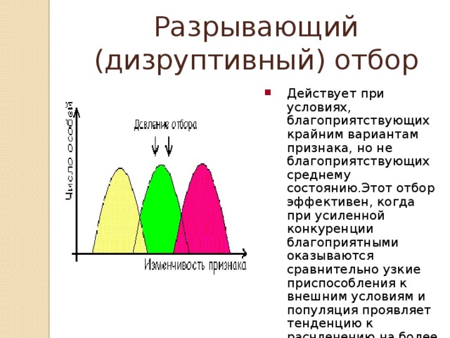 Дизруптивный отбор рисунок