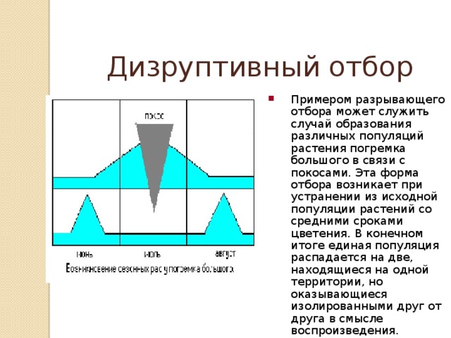 Фото дизруптивный отбор