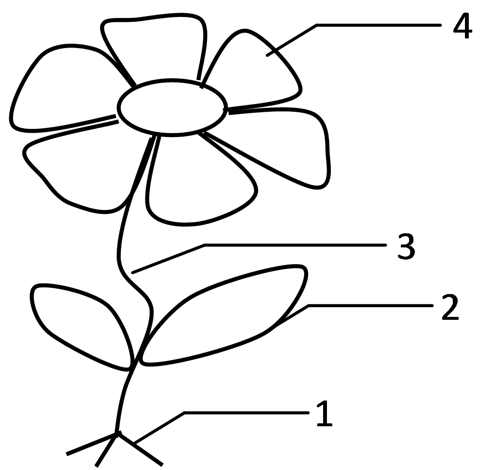 Строение растения картинка без подписей