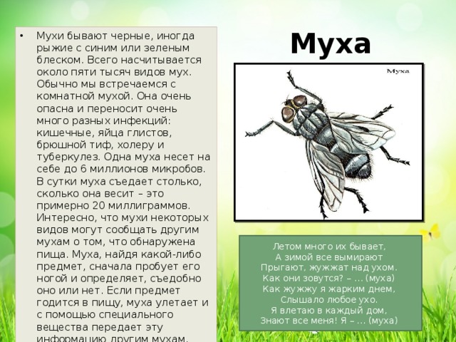 Муха огэ. Описание мухи. Доклад про мух. Сообщение про муху. Сообщение о мухе.