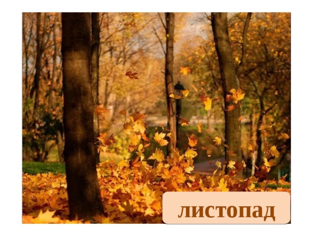 листопад 