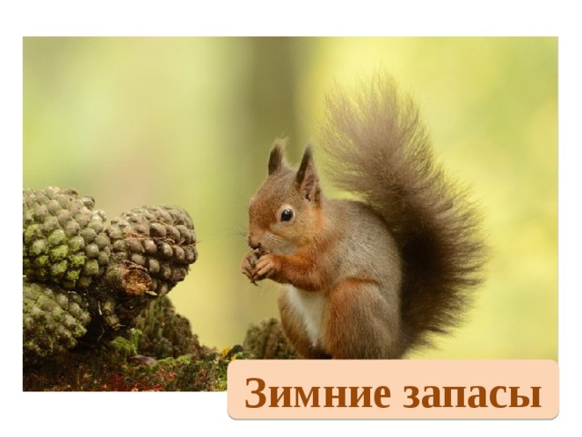 Зимние запасы 