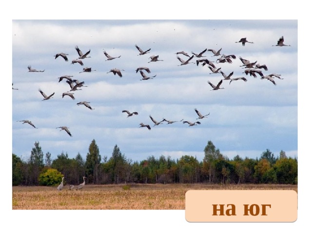 на юг 