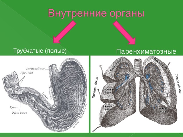 Общий план строения паренхиматозных органов