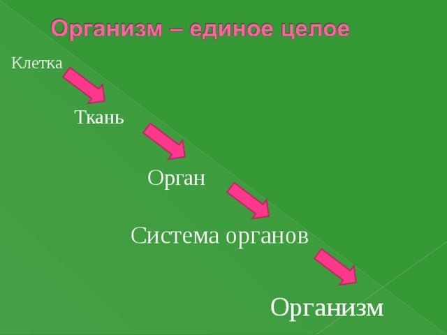 Клетка ткани органы и системы органов 7 класс презентация