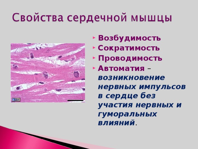 Возбудимость Сократимость Проводимость Автоматия – возникновение нервных импульсов в сердце без участия нервных и гуморальных влияний .