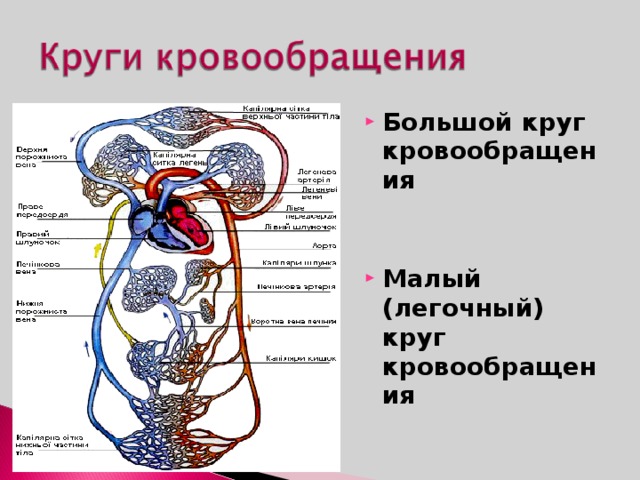 Большой круг кровообращения участки. Схема большого и малого круга кровообращения. Большой круг кровообращения. Большой и малый круг кровообращения. Малый круг и большой круг кровообращения.