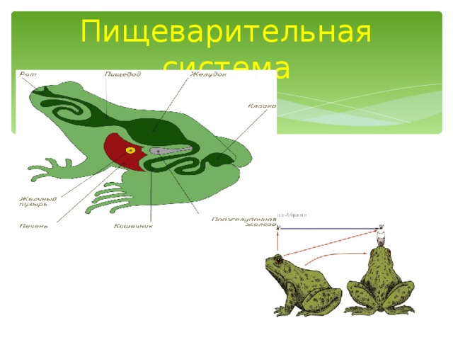 Земноводные пищеварительная система таблица. Земноводные пищеварительная система 7 класс. Земноводные строение пищеварительной системы. Пищеварительная система амфибий. Органы пищеварения земноводных.