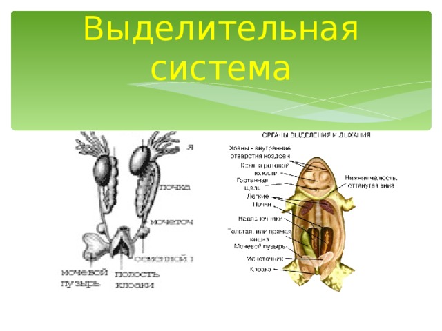 Выделительная система