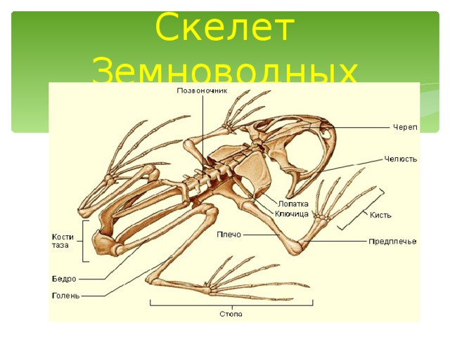 Скелет Земноводных