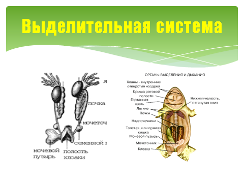 Мочеточник у земноводных