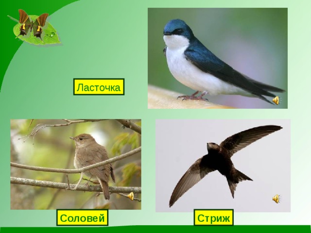 Ласточка Стриж Соловей 
