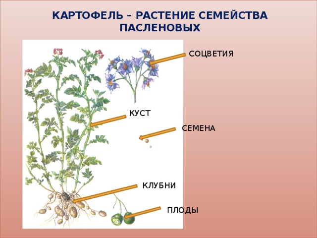 Соцветие пасленовых. Цветки картофеля соцветия. Строение соцветия картофеля. Семейство Пасленовые соцветие. Вид соцветия у картофеля.