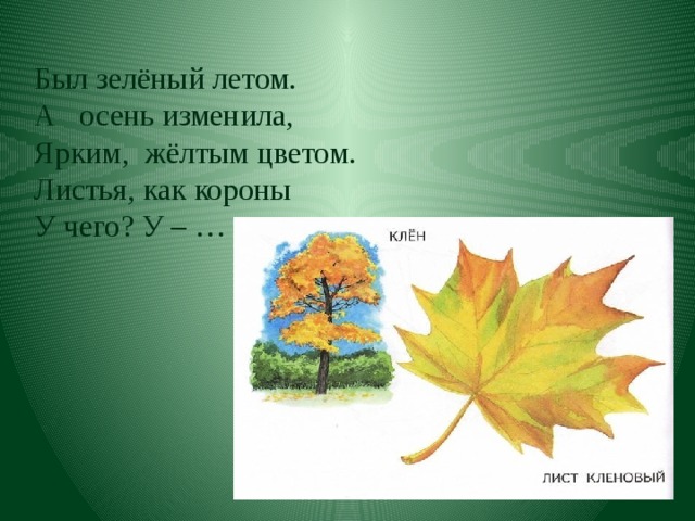 Листья число. Как меняют цвет листья клёна. Как листья меняют цвет осенью и летом. Лист клёна сменил окраску. Почему листья зеленые а осенью желтые.