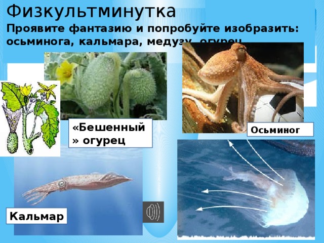Физкультминутка   Проявите фантазию и попробуйте изобразить: осьминога, кальмара, медузу, огурец. «Бешенный» огурец Осьминог Кальмар 