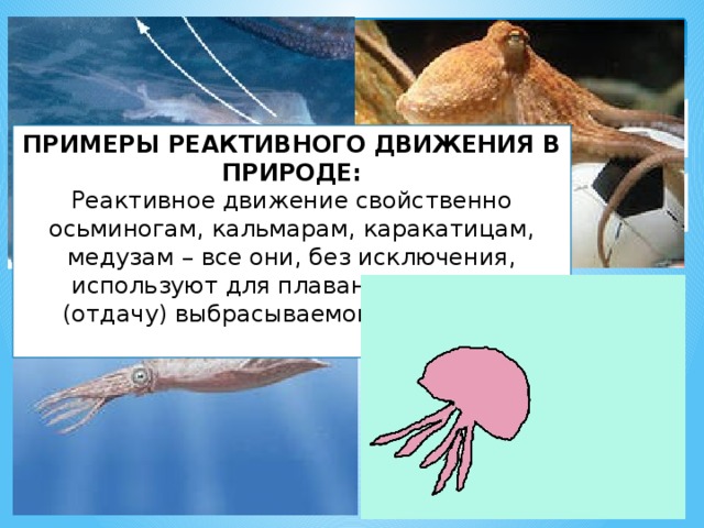 ПРИМЕРЫ РЕАКТИВНОГО ДВИЖЕНИЯ В ПРИРОДЕ: Реактивное движение свойственно осьминогам, кальмарам, каракатицам, медузам – все они, без исключения, используют для плавания реакцию (отдачу) выбрасываемой струи воды 