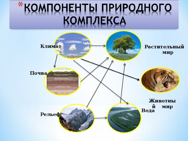 Аквальные природные комплексы это. Климат воды почва растительность. Растения и животный мир почв. Рельеф, климат, растительный и животный мир, почва. Рельеф,климат, воды,почвы,растения,животные.