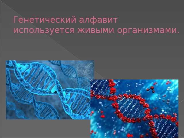 Генетический алфавит используется живыми организмами. 