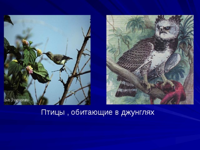 Птицы , обитающие в джунглях