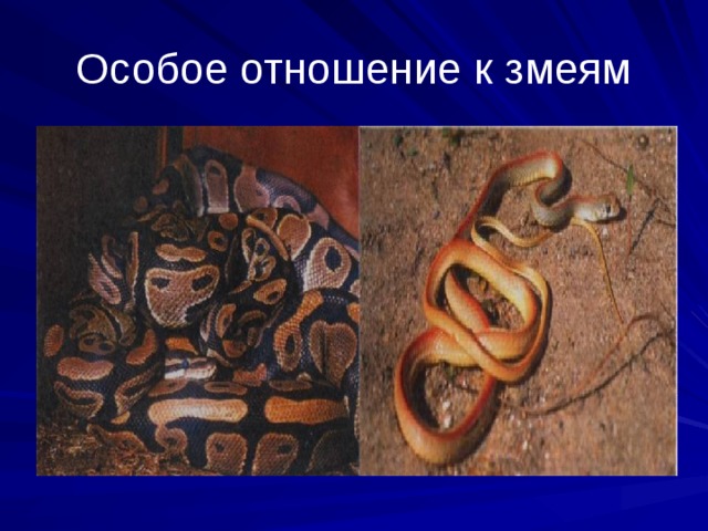 Особое отношение к змеям