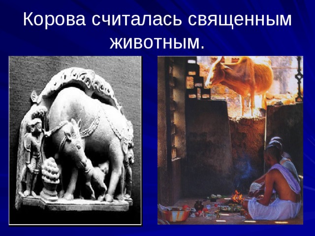 Корова считалась священным животным.
