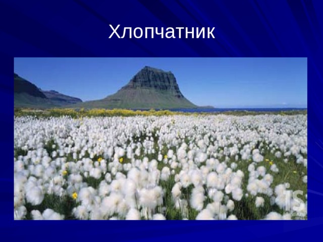 Хлопчатник