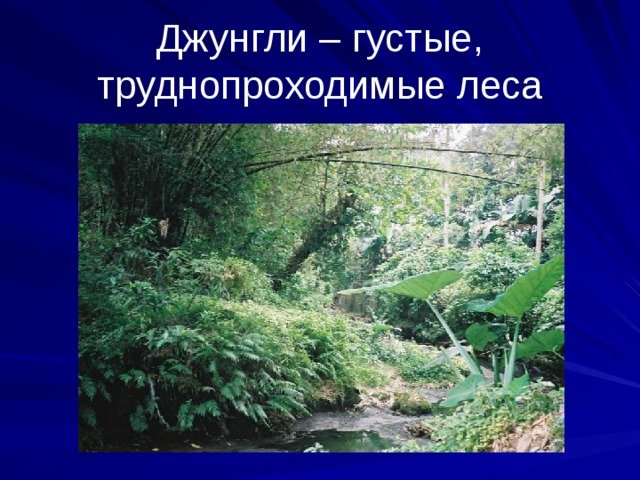 Джунгли – густые, труднопроходимые леса