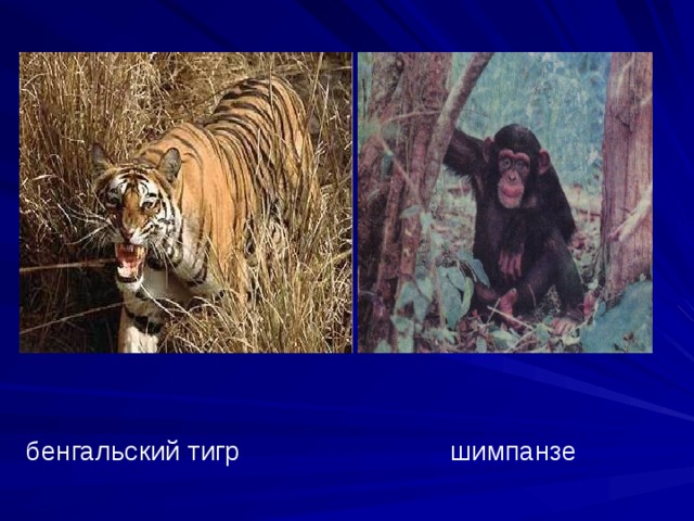 бенгальский тигр шимпанзе