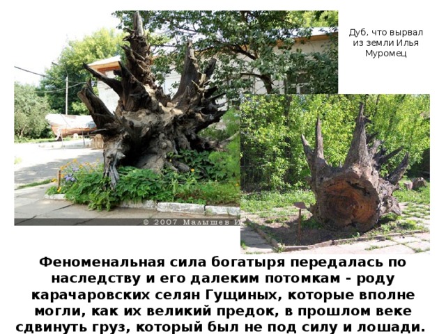 Дуб, что вырвал из земли Илья Муромец Феноменальная сила богатыря передалась по наследству и его далеким потомкам - роду карачаровских селян Гущиных, которые вполне могли, как их великий предок, в прошлом веке сдвинуть груз, который был не под силу и лошади.