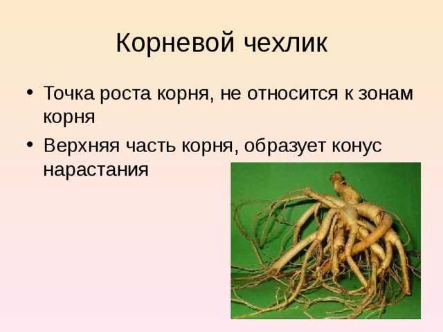 Корневой чехлик Точка роста корня, не относится к зонам корня Верхняя часть корня, образует конус нарастания 