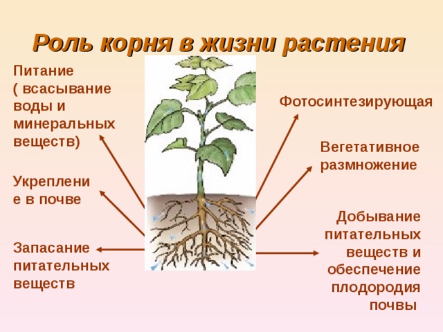 Роль корня в жизни растения  Питание ( всасывание воды и минеральных веществ) Фотосинтезирующая Вегетативное размножение Укрепление в почве Добывание питательных веществ и обеспечение плодородия почвы Запасание питательных веществ 