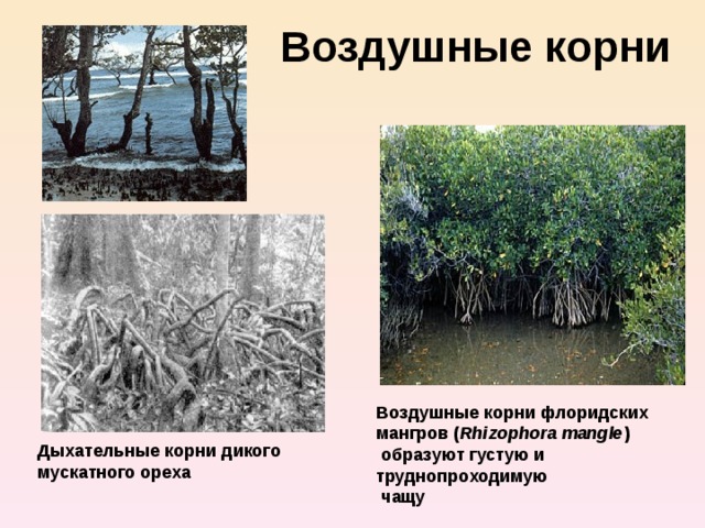Воздушные корни Воздушные корни флоридских мангров ( Rhizophora mangle )  образуют густую и труднопроходимую  чащу Дыхательные корни дикого мускатного ореха 