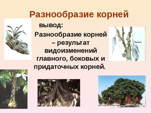 Разнообразие корней вывод: Разнообразие корней – результат видоизменений главного, боковых и придаточных корней.  
