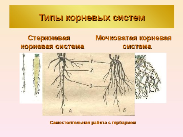 Типы корневых систем Стержневая корневая система Мочковатая корневая система Самостоятельная работа с гербарием 