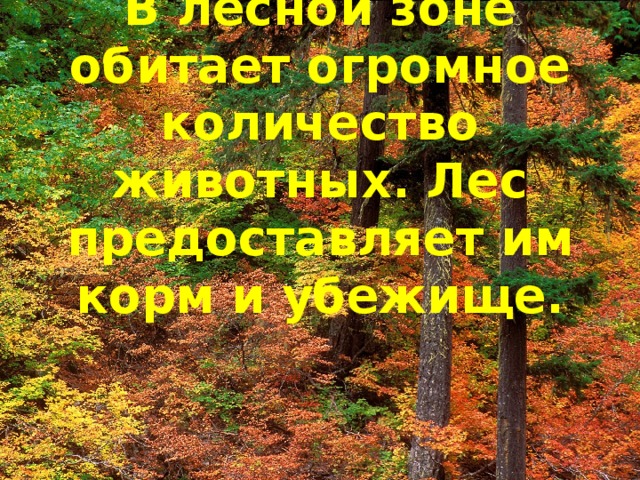 В лесной зоне обитает огромное количество животных. Лес предоставляет им корм и убежище.      