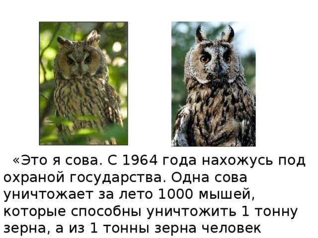  «Это я сова. С 1964 года нахожусь под охраной государства. Одна сова уничтожает за лето 1000 мышей, которые способны уничтожить 1 тонну зерна, а из 1 тонны зерна человек может изготовить много хлеба» А так ухает гроза мышей, лесная сова 