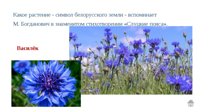 Какое растение - символ белорусского земли - вспоминает М. Богданович в знаменитом стихотворении «Слуцкие пояса».  Василёк 