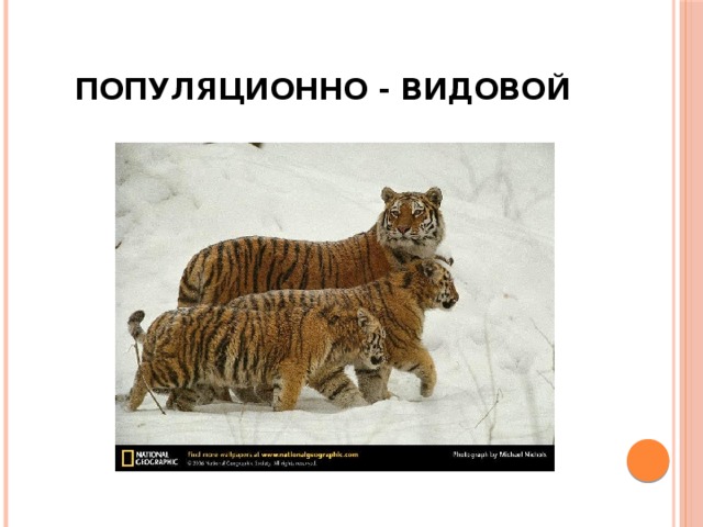 Примеры популяционно видового вида