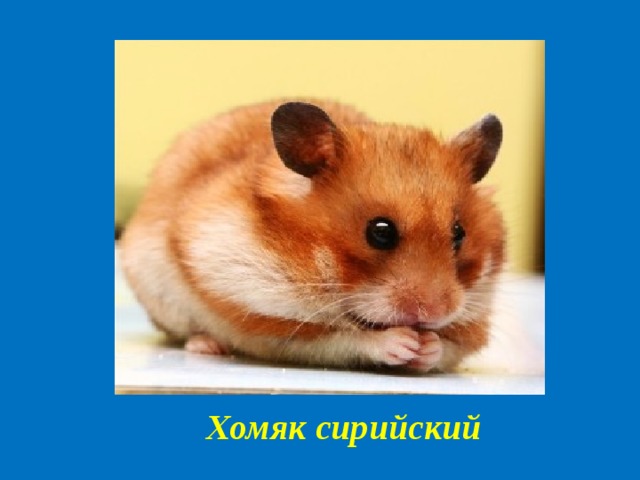 Как много зарабатывать в хомяке