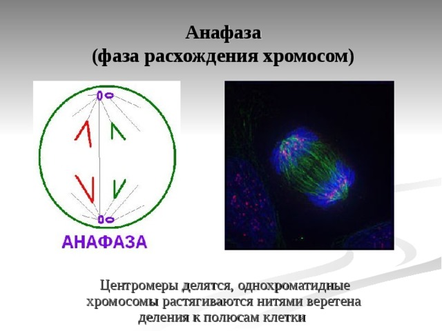 Анафаза - фаза расхождения хромосом. Хромосомы расходятся к полюсам клетки. Однохроматидные хромосомы. Расхождение однозраматидных хромосом.