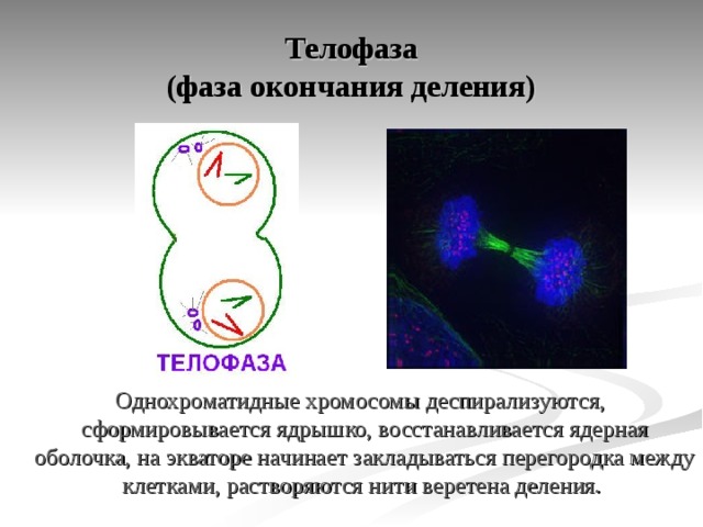  Телофаза  (фаза окончания деления)  Однохроматидные хромосомы деспирализуются, сформировывается ядрышко, восстанавливается ядерная оболочка, на экваторе начинает закладываться перегородка между клетками, растворяются нити веретена деления. 